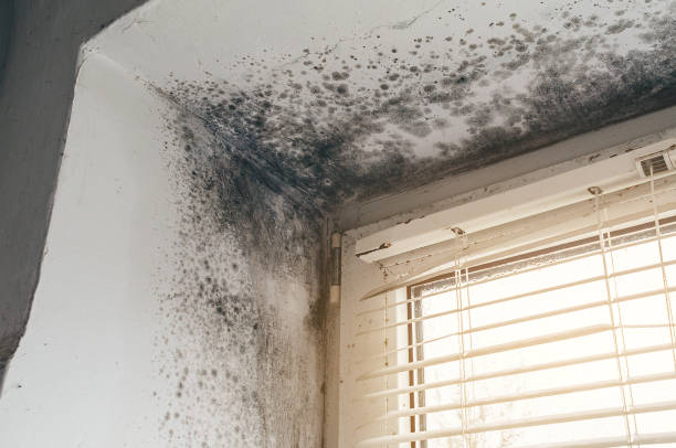 Affordable Mold Remediation solutions in Hacksneck, VA