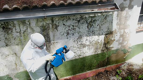 Top rated local Mold Remediation specialists in Hacksneck, VA